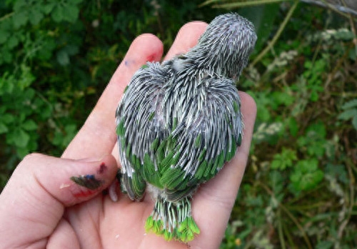 男子野外游玩发现一窝普通鸟蛋,带回家研究,孵出的小鸟竟是这种