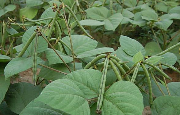 红小豆根腐病造成缺苗断垄荚少粒秕，药剂只救急，有效预防是关键