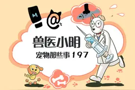 夏季不要随意剃光猫咪毛发，除非猫咪正在处于这5种情况图片