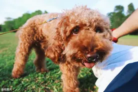 泰迪犬的八大优点，养过的人都说“上瘾”了，想戒都戒不掉图片
