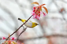 吸蜜的绣眼鸟图片