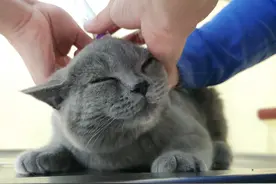 医生给猫咪涂药，小家伙反而露出一脸享受的表情图片