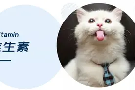 喵主子厌食、行为反常，很可能跟维生素缺乏有关图片