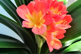 君子兰出现“根顶叶”，要及时处理，否则危害大图片