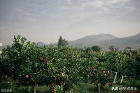 脐橙施对肥，产量自然高！怎么做？先了解需肥特点，再注意这4点图片