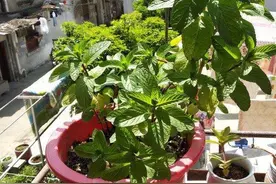 养薄荷有“三怕”，难怪总枯黄苦涩，避开猛窜芽，清香宜人一整年图片