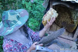 做好这四点，蜜蜂轻松度过夏天，再也不用担心秋繁了图片