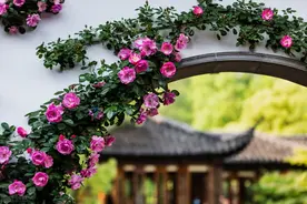 被我淘汰掉的藤本月季，听起来很经典，实际是鸡肋，爱不起来图片