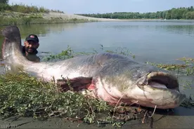 印度恒河里面专以腐尸为食物，号称暗夜杀手！巨型面瓜鲶鱼图片