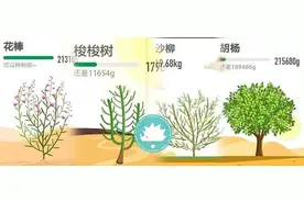 你的梭梭树、沙棘、花棒......都在这群人手里图片