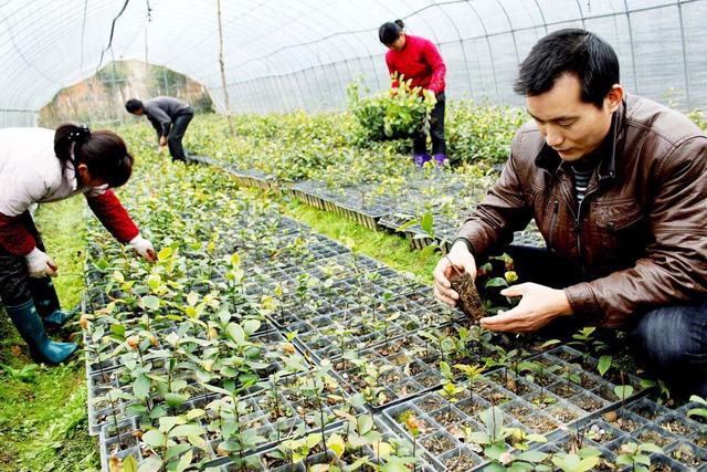 冬春季节如何才能培育壮苗？育苗管理中有哪些注意事项？