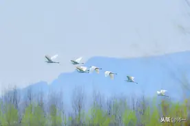 往事如烟已久远，浮尘落尽月复年图片