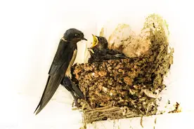 燕子每年冬天飞往“南方”，南方具体是什么地方？图片