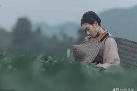 关于信阳毛尖的历史，那些鲜为人知的事儿图片