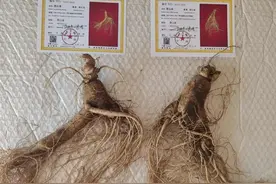 “野山参”造假仅仅是在收割智商税吗图片