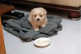 流浪小奶狗想进店取暖被撵，女孩看到捡回家，没想捡到宝了图片