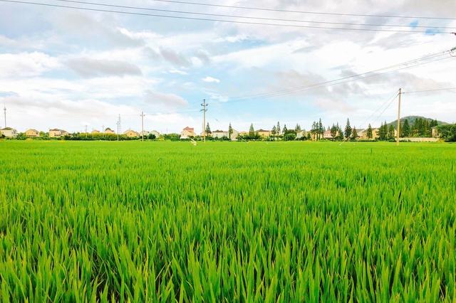 诺基尔：不起眼的氨基酸，原来你这样的了不起