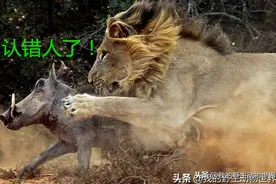 非洲疣猪妈妈单亲带娃，它如何对抗狮子、豹子和鬣狗？图片