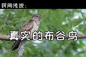 鸠占鹊巢忘恩负义，居然还是益鸟，这还是我们认识的布谷鸟吗图片