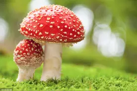 误食毒蘑菇？不要慌！这四个解毒步骤要牢记!图片