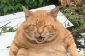 橘猫吃太胖，被主人送到乡下减肥，一段时间后去看望笑的直不起腰图片