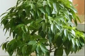 想在客厅养花就选这“5种”，它们好看又好养，一月浇一次水就行图片