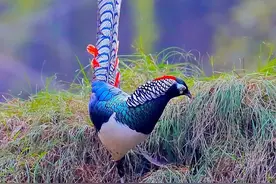 帅气的白腹锦鸡图片