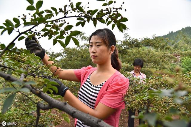 花椒采收的时间、方法、注意事项及采摘后的管理