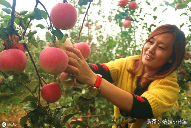 如何提高苹果花芽分化的的数量和质量？这六个技术要点要明确