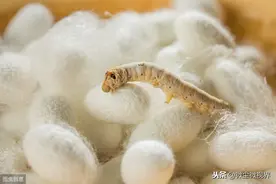 养蚕蔟中管理并没有那么复杂，做好“捉、调、通、均”4项即可图片