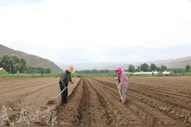 做优“菜篮子”鼓足“钱袋子”——武威市“特色产业富百姓”全媒体集中采访系列报道之四图片