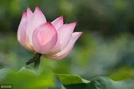 许巍从西安大慈恩寺创作的蓝莲花你了解多少？图片