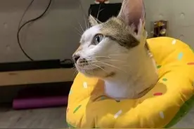 猫咪因为骨折而戴上头套，结果却偷偷褪到腰部，当成小裙子来穿图片