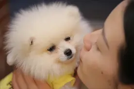 博美犬想念你的6种行为，出现三种以上，证明你是它的全世界图片