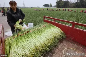 蒜薹你买对了吗？听完蒜农一席话，红帽、白帽蒜薹我再不会买错了图片