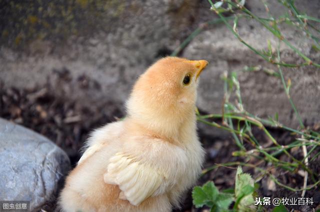 优质雏鸡培育关键技术分析