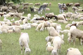 猪肉价格还没降，羊肉又涨20元，“羊贵妃”为何如此凶猛？图片