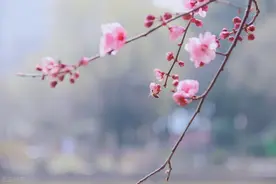 七旬老人雇儿媳当带薪保姆：照护生活，陪上医院，玩转智能手机图片