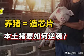 不仅芯片，养猪业也被制裁！中国种猪靠进口，本土猪要灭绝了吗？图片