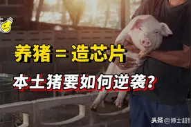 不仅芯片，养猪业也被制裁！中国种猪靠进口，本土猪要灭绝了吗？图片