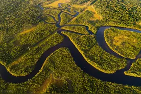 亚马逊雨林为什么那么可怕？因为连树也会爆炸伤人图片
