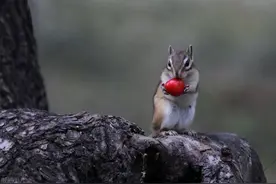 公园里的花栗鼠萌态百出，十分可爱，非常招人喜欢，不怎么怕人图片