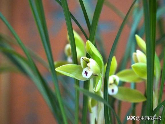 教师节到了！能送给老师的除了鲜花束，还有这几种花