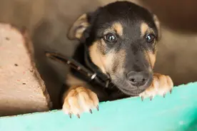 宠物也要防中暑图片