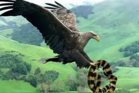 国内最强“吞蛇王”，吃毒蛇不用嚼的霸气猛禽——蛇雕图片