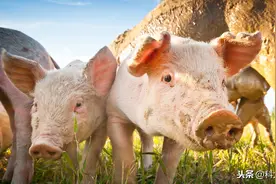 关于猪用疫苗，这几点，正在养猪的你一定要知道图片