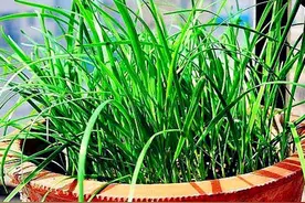 泡沫箱种韭菜如何养得又肥又壮？5步种植法，包你茬茬粗壮如小葱图片