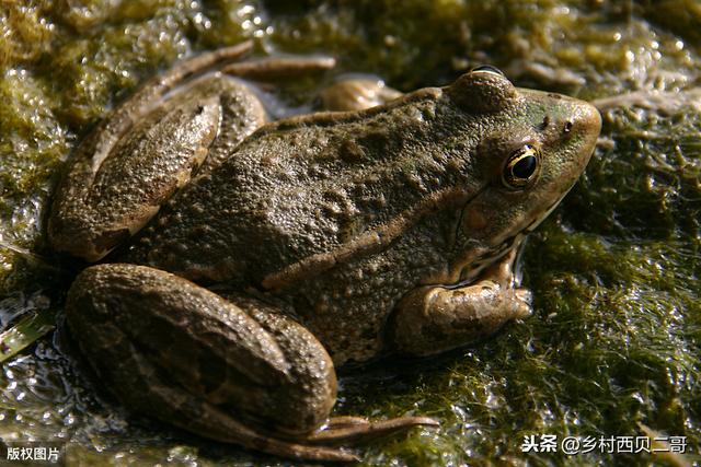 牛蛙的人工高效养殖技术