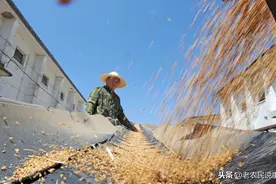 明年粮价会大幅上涨吗？有必要囤粮吗？粮价为啥不能和房价一样？图片
