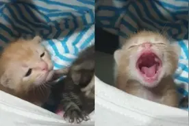 晚了喂食，小猫哭得歇斯底里！浮夸演技太搞笑了图片